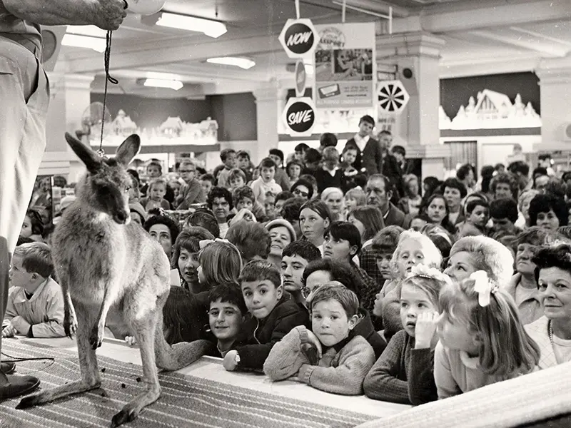 Live appearance of Skippy the Bush Kangaroo in front of audience of children 1968