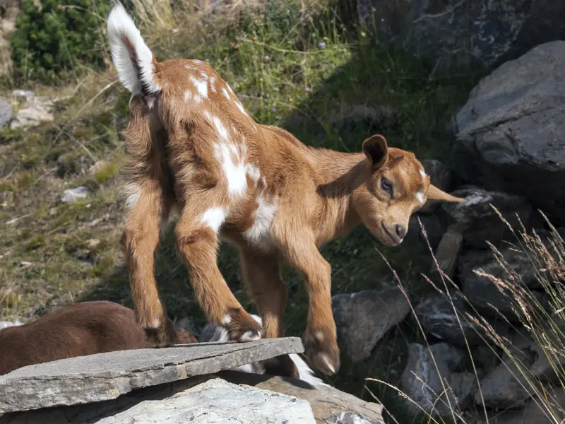 Brown and white goat kid playing on rocks in French Alps