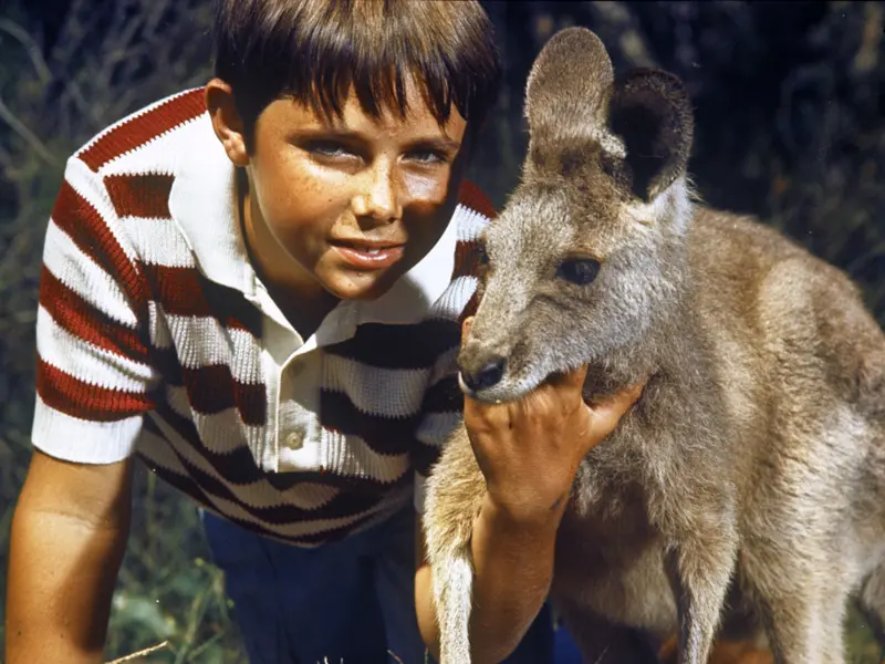 Actor Garry Pankhurst playing Sonny with kangaroo in Skippy the Bush Kangaroo