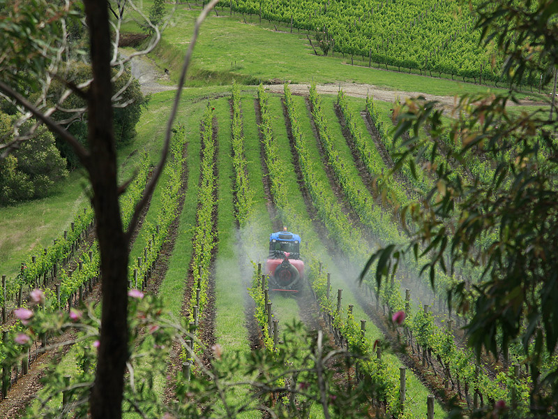 Red and blue tractor driving through vineyard spraying vines